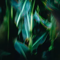 A photo of abstract corn leaves, blurred motion, green and blue colors, dark background, grainy texture, double exposure effect.