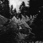 Black and white photo of ferns in the forest, with high contrast and low light creating dark shadows.