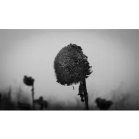 A black and white photo of an old, withered sunflower head in a foggy field, taken from behind. The background is blurred to emphasize the flower.